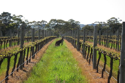 Structured Wine Tasting And Platter - Attractions 1