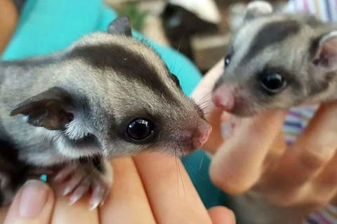 Adelaide Cultural Safari - Private Charters - Attractions Las Vegas 0