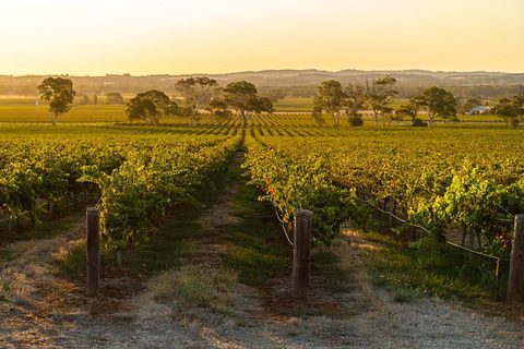 Yalumba Signature Tour - Attractions 5