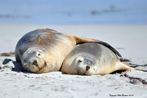 NEW TOUR - Kangaroo Island Road To Recovery Tour (1 Day/1 Night) - Attractions 3