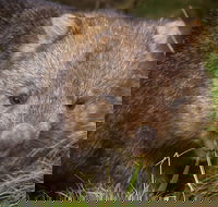 Cradle Mountain Wildlife Spotting after Dark - Attractions
