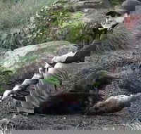 After Dark Tasmanian Devil Feeding Tour at Cradle Mountain - Attractions