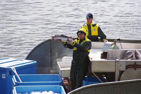 Afternoon Gordon River Dinner Cruise - Departing 3pm - Attractions 3