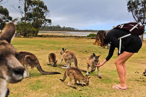 4-Day Fabulous Tasmania Tour: Wineglass Bay, Port Arthur, Devils & Bruny Island - Attractions 5