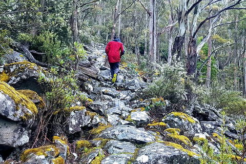 Mt. Wellington Morning Hike + Afternoon Beer & History Walk - Attractions 8