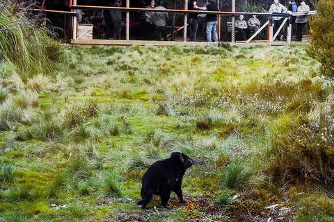 1-Hour Tasmanian Devil Feeding Day Tour At Cradle Mountain - Attractions 4