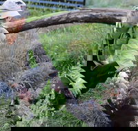 1-Hour Tasmanian Devil Feeding Day Tour at Cradle Mountain - Attractions