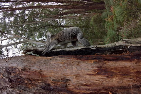 Great Ocean Road Sunset Private Experience - Attractions 8