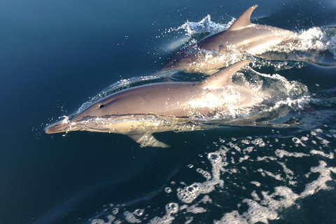 Stand Up Paddle Boarding - Attractions 6