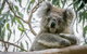 Great Ocean Road & Grampians National Park Tour - 3 Days, 2 Nights - thumb 1