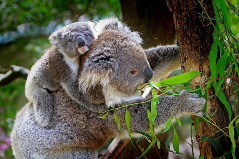 LGBT+ Friendly 9-Hour Great Ocean Road Private Tour - Attractions 3