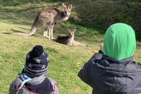 Great Ocean Road Wildlife & 12 Apostles Private Tour - Explore With A Local - Attractions 4