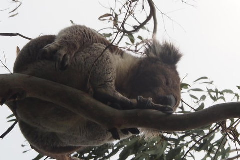 Great Ocean Road Wildlife & 12 Apostles Private Tour - Explore With A Local - Attractions 5