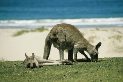 LGBT+ Friendly 12-Hour Great Ocean Road Private Tour - Attractions 3