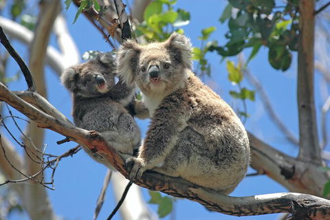 LGBT+ Friendly 12-Hour Great Ocean Road Private Tour - Attractions 8