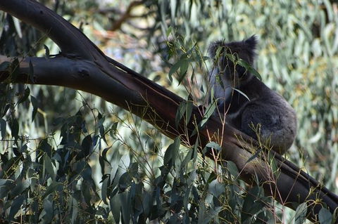 Great Ocean Road Tour Plus Koalas, Forest Walk And Morning Tea. - Attractions 2