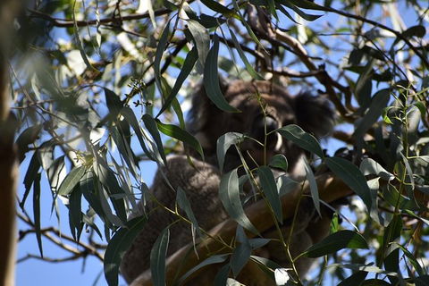 Great Ocean Road Tour Plus Koalas, Forest Walk And Morning Tea. - Attractions 6