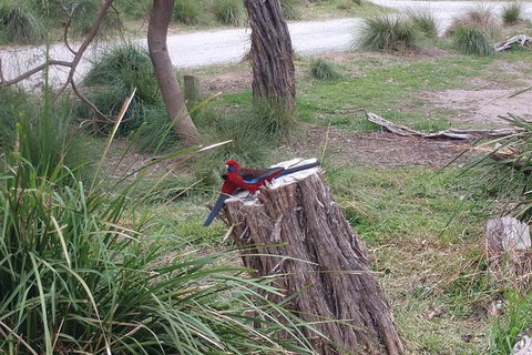 Wilsons Promontory Brainstorming Escape - Attractions 5