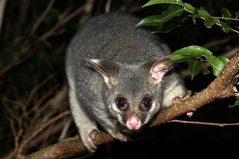 Wilsons Promontory Brainstorming Escape - Attractions 3