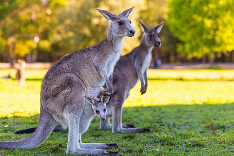 LGBT+ Friendly Full Day Phillip Island Private Tour - Attractions 2