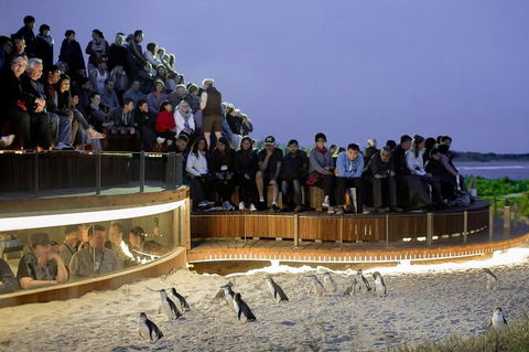 LGBT+ Friendly Full Day Phillip Island Private Tour - Attractions 0