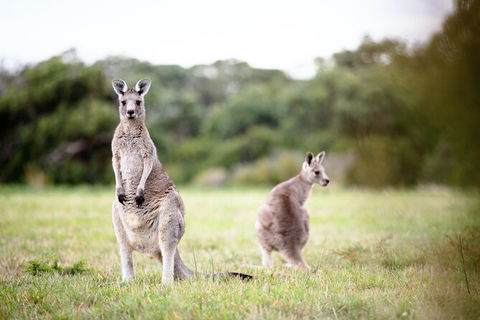 LGBT+ Friendly 3 Day Tour The Grampians, Daylesford & Ballarat - Attractions 2