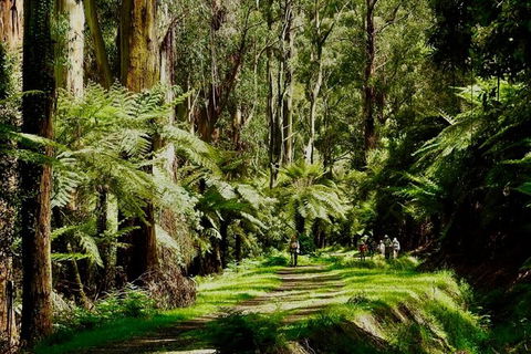 Private Aqueduct To California Redwoods Hiking Tour - Attractions Las Vegas 2