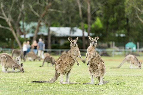 Great Ocean Road & Grampians Overnight Tour From Melbourne - Attractions 17