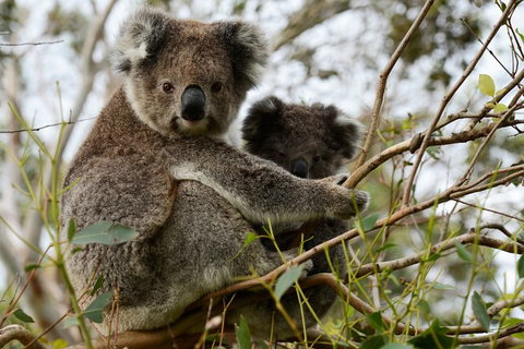 Great Ocean Road & Grampians Overnight Tour From Melbourne - Attractions 5