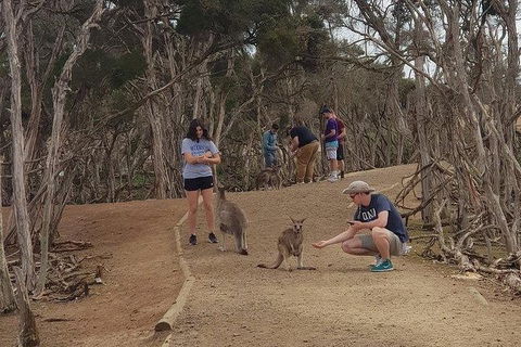 Phillip Island Penguin And Wildlife Tour - Attractions 34
