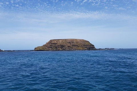 Phillip Island Penguin And Wildlife Tour - Attractions 17