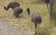 Phillip Island Penguin And Wildlife Tour - thumb 32
