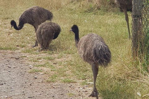 Phillip Island Penguin And Wildlife Tour - Attractions 32