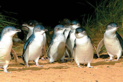 Phillip Island Penguin And Wildlife Tour - Attractions 0