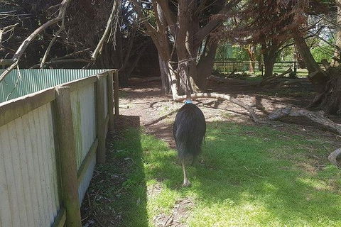 Phillip Island Penguin And Wildlife Tour - Attractions 5
