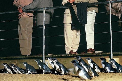 Phillip Island Penguin And Wildlife Tour - Attractions 20