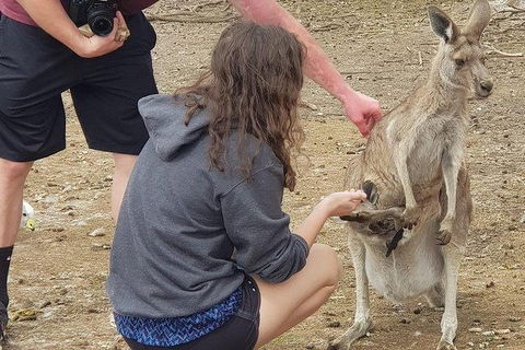 Phillip Island Penguin And Wildlife Tour - Attractions 12