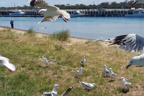 Phillip Island Penguin And Wildlife Tour - Attractions 1
