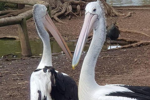 Phillip Island Penguin And Wildlife Tour - Attractions 6