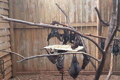 Phillip Island Penguin And Wildlife Tour - Attractions 31