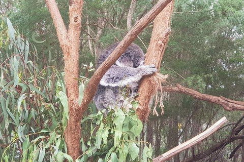 Phillip Island Penguin And Wildlife Tour - Attractions 16