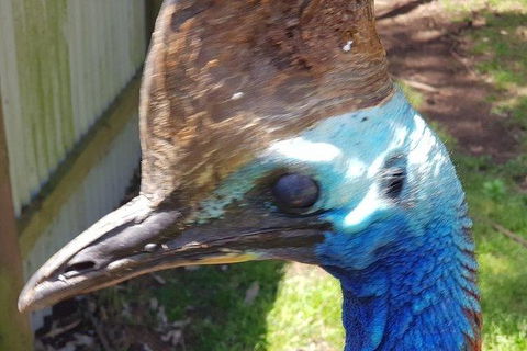 Phillip Island Penguin And Wildlife Tour - Attractions 19