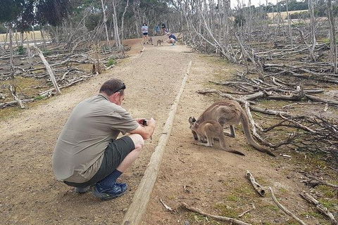 Phillip Island Penguin And Wildlife Tour - Attractions 30