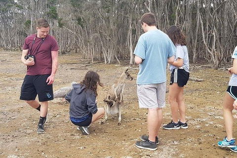 Phillip Island Penguin And Wildlife Tour - Attractions 3