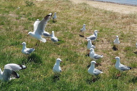 Phillip Island Penguin And Wildlife Tour - Attractions 9