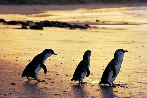 Phillip Island Penguin And Wildlife Tour - Attractions 13