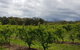 Yarra Valley Wineries And Rayners Orchard Tour From Melbourne - thumb 18