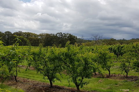 Day Tour Of Yarra Valley Puffing Billy And Rayners Orchard - Attractions 42