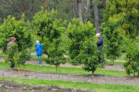 Day Tour Of Yarra Valley Puffing Billy And Rayners Orchard - Attractions 1