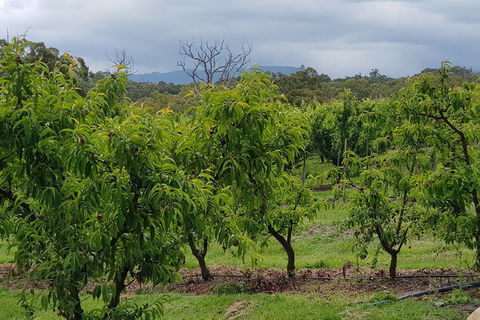 Day Tour Of Yarra Valley Puffing Billy And Rayners Orchard - Attractions 41
